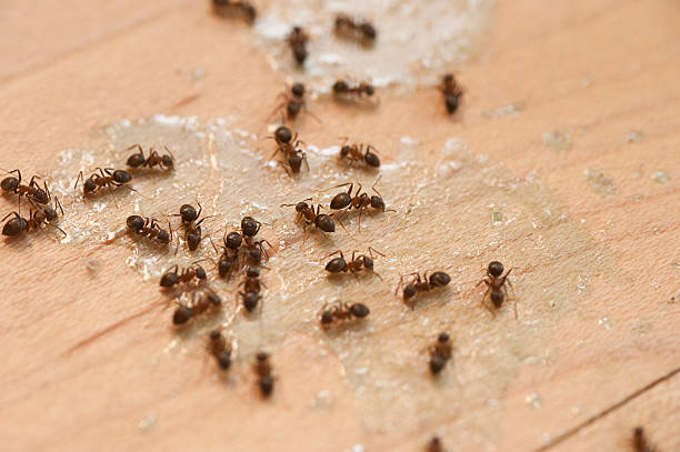 Best Mosquito Control Services  in Iota, LA