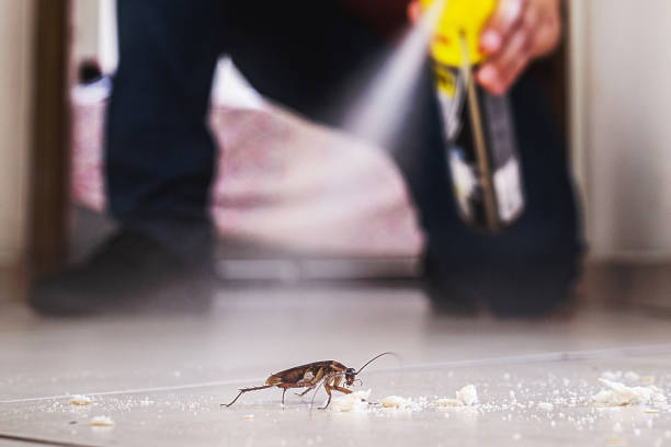 Best Pest Control Near Me in Iota, LA